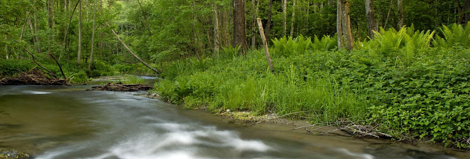 Fließendes Wasser in einem vegetationsreichem Wald