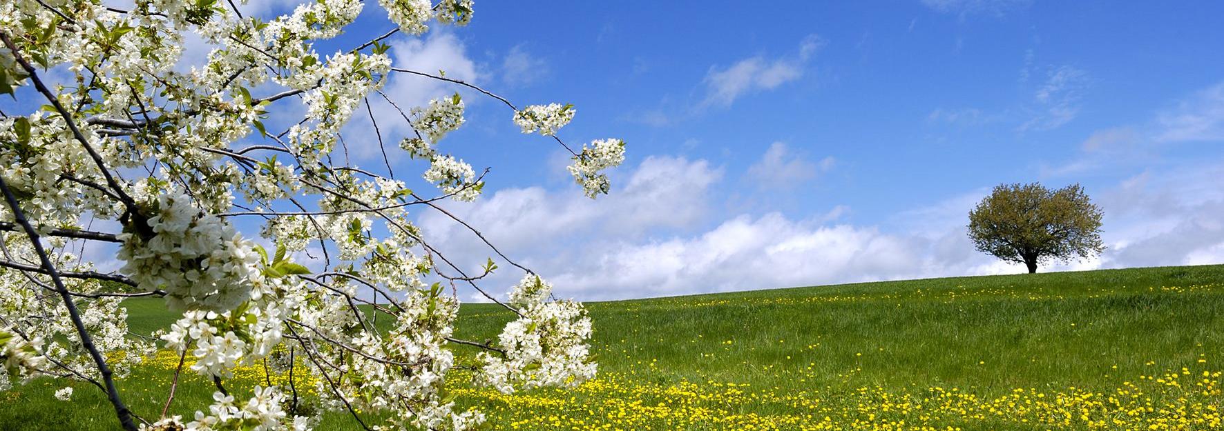 Hügelige Landschaft, grüne Wiese mit blühendem Baum
