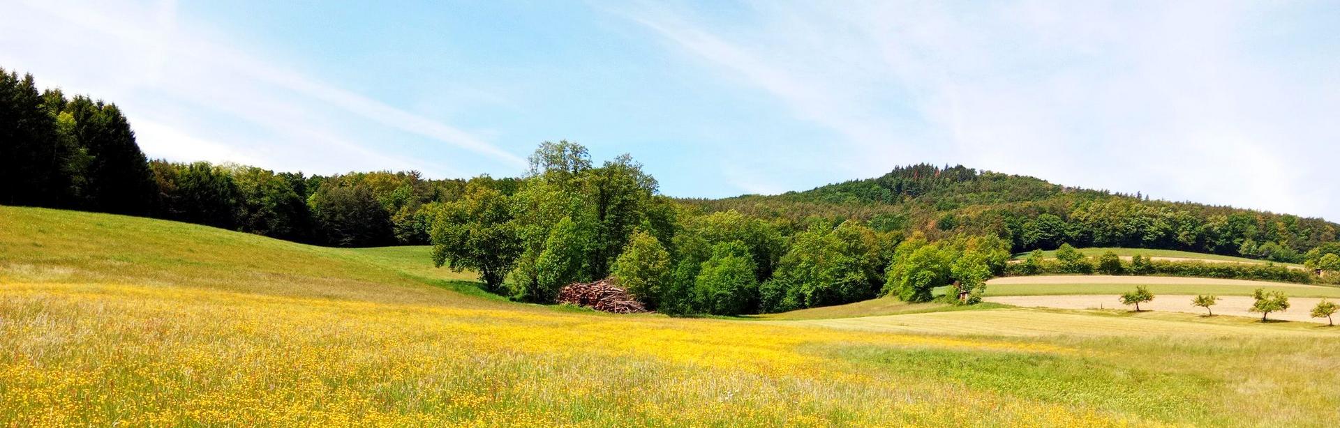 Wiese mit gelben Blumen und Himmel