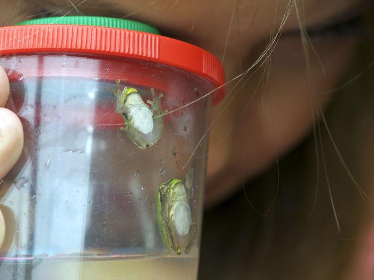 Becherlupe: Kind beobachtet Frosch