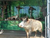 wn-tiere.jpg