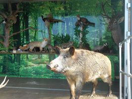 wn-tiere.jpg